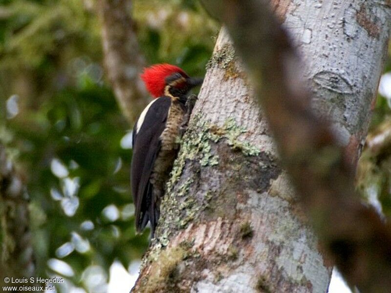 Lineated Woodpecker