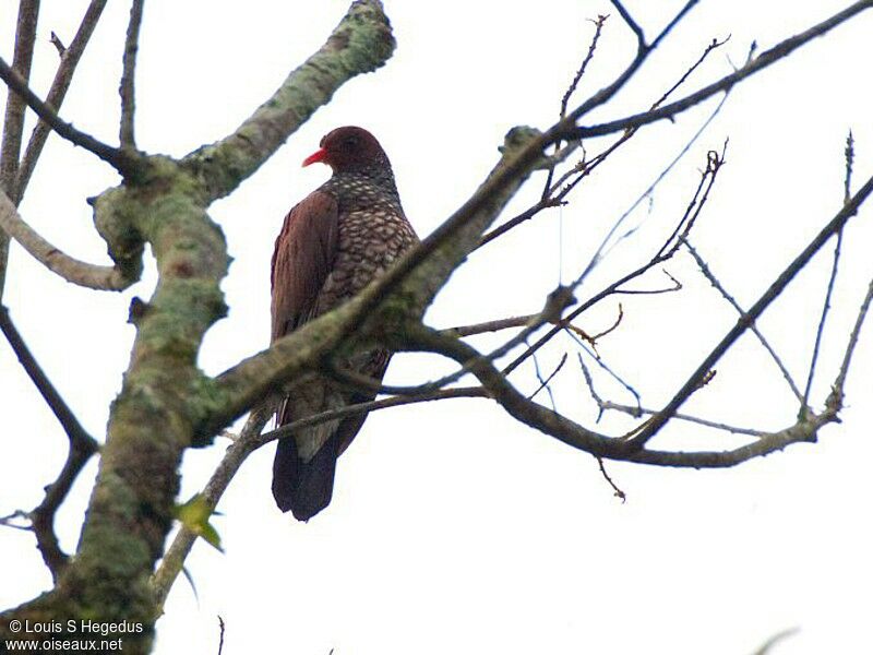 Scaled Pigeon