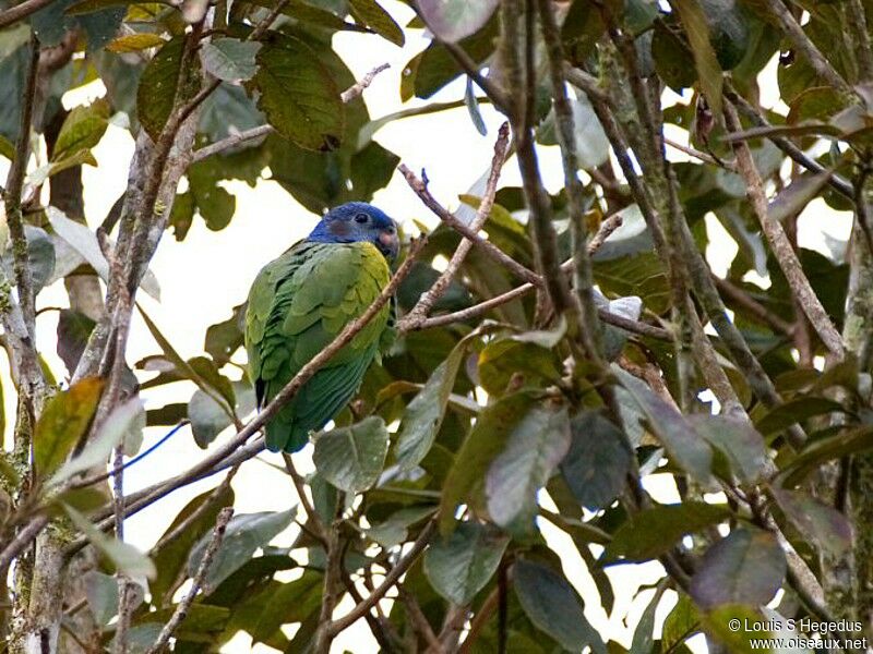 Blue-headed Parrot