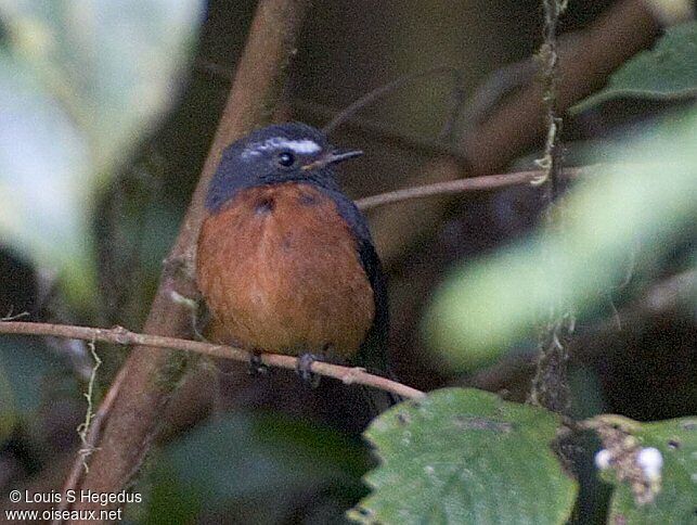 Slaty-backed Chat-Tyrant