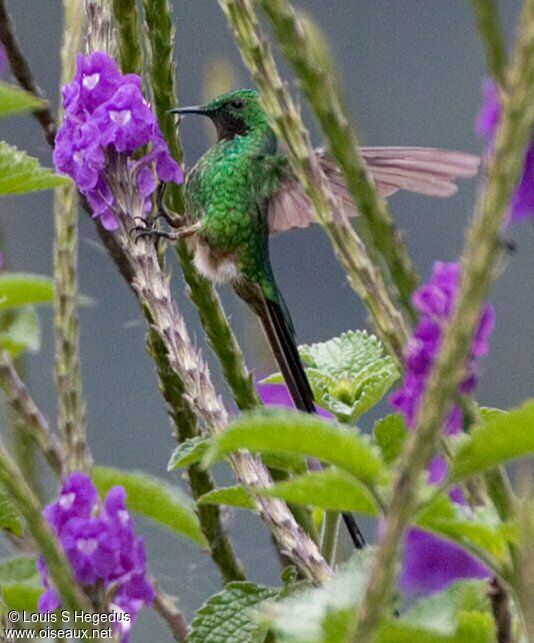 Green-tailed Trainbearer