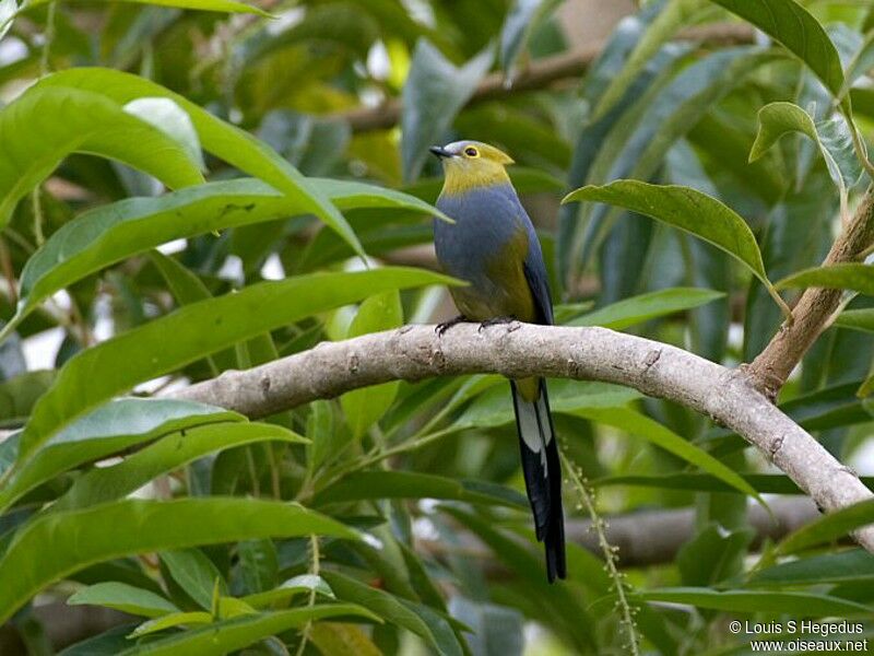 Long-tailed Silky-flycatcher