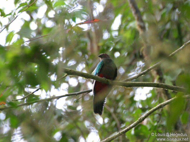 Quetzal antisien