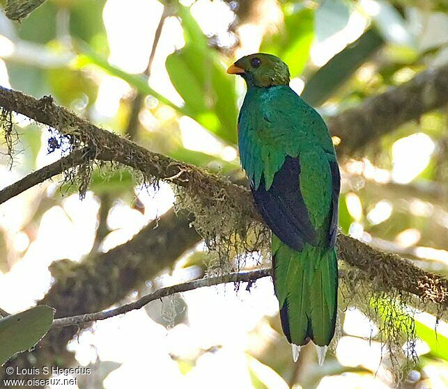 Golden-headed Quetzal