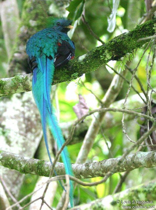 Resplendent Quetzal