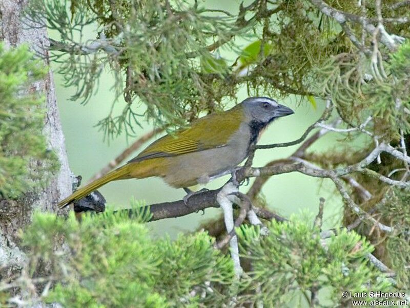 Buff-throated Saltator