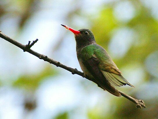 Blue-throated Sapphire