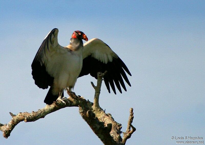 King Vulture