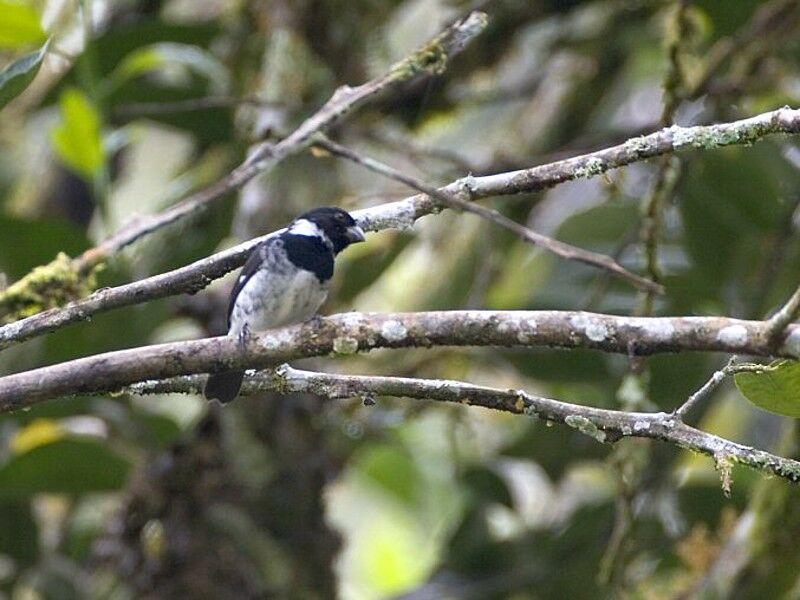 Variable Seedeater