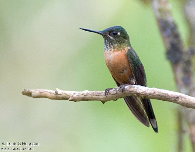 Long-tailed Sylph