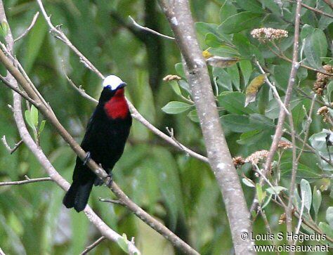 White-capped Tanager