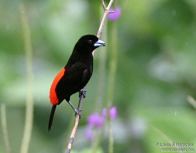 Scarlet-rumped Tanager