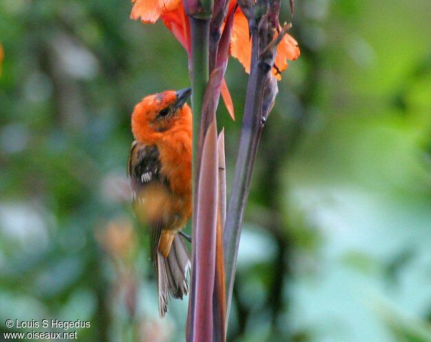 Flame-colored Tanager