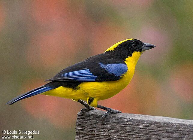 Tangara à nuque jaune