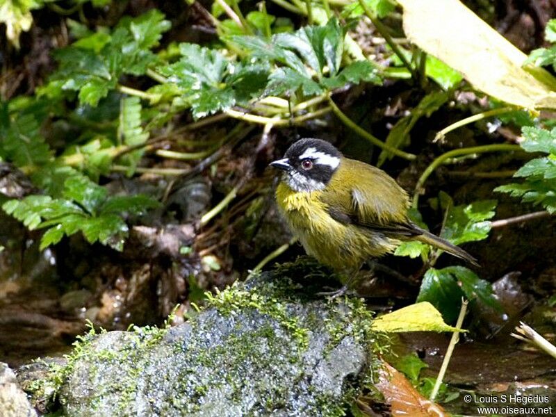 Sooty-capped Chlorospingus