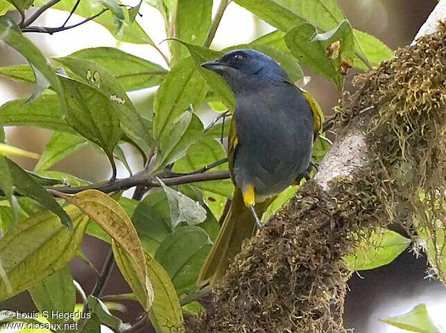 Blue-capped Tanager