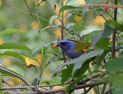 Tangara à tête bleue