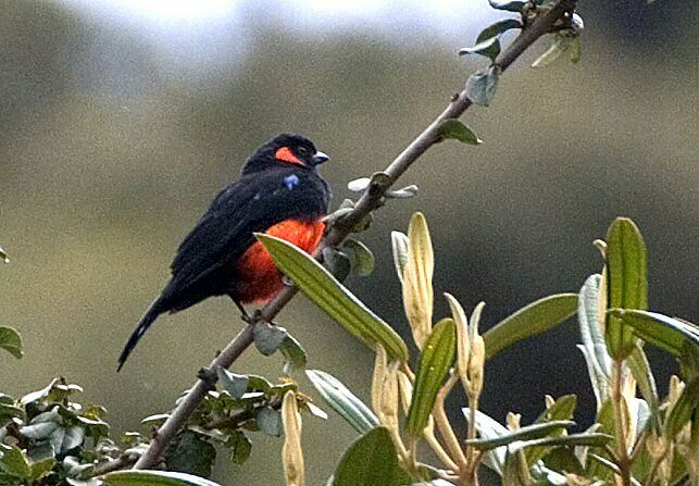 Scarlet-bellied Mountain Tanager