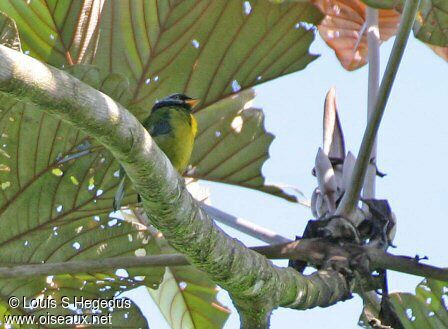 Moss-backed Tanager