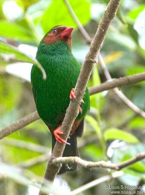 Grass-green Tanager