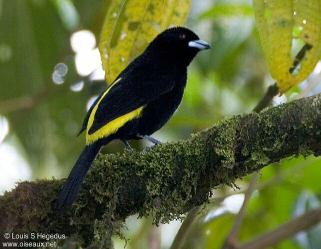 Flame-rumped Tanager