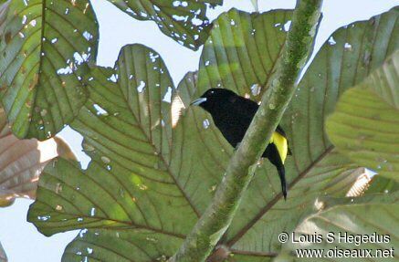 Flame-rumped Tanager