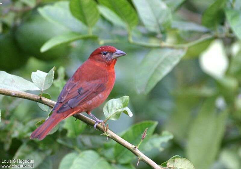 Red Tanager