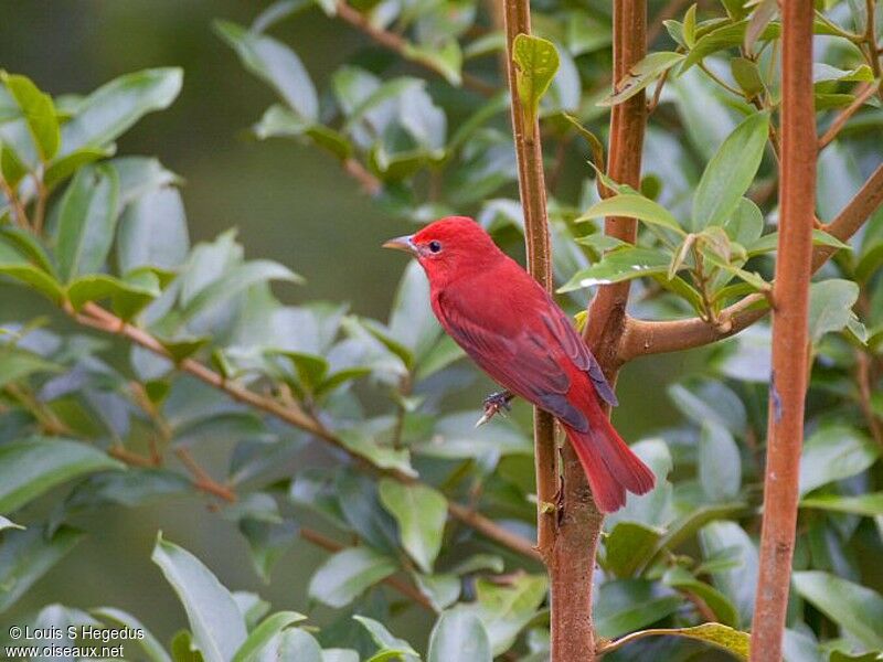 Summer Tanager