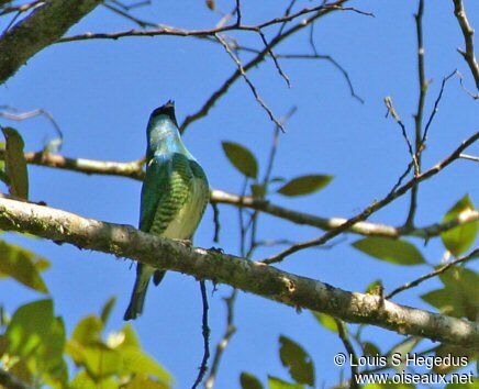 Swallow Tanager