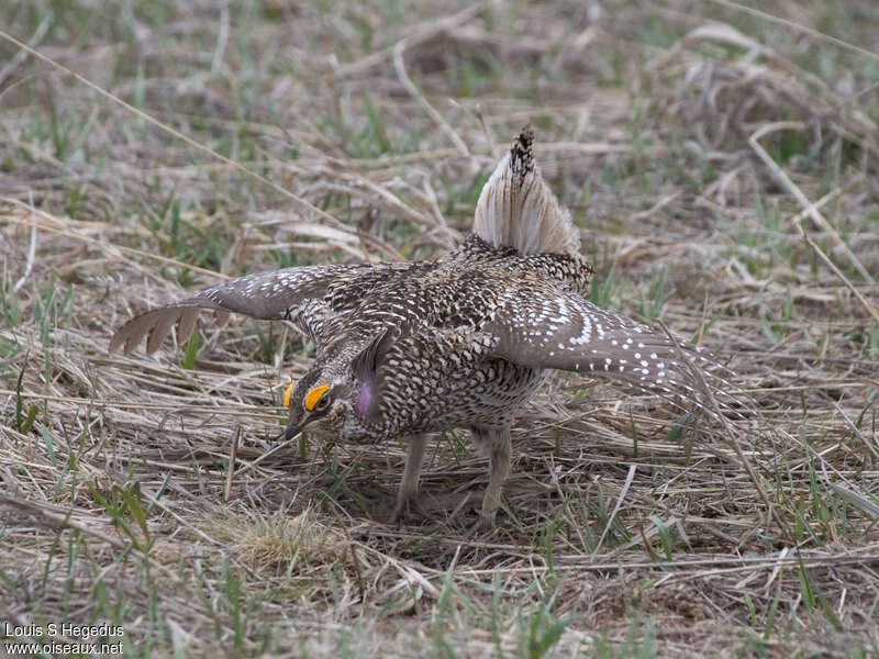 Sharp-tailed Grouse