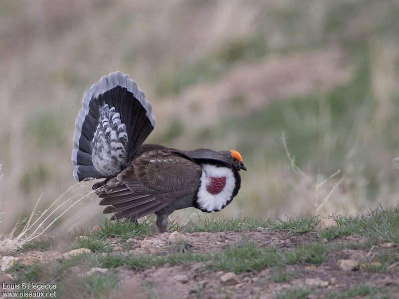 Dusky Grouse