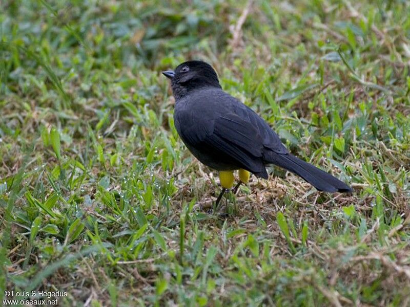 Yellow-thighed Brushfinch