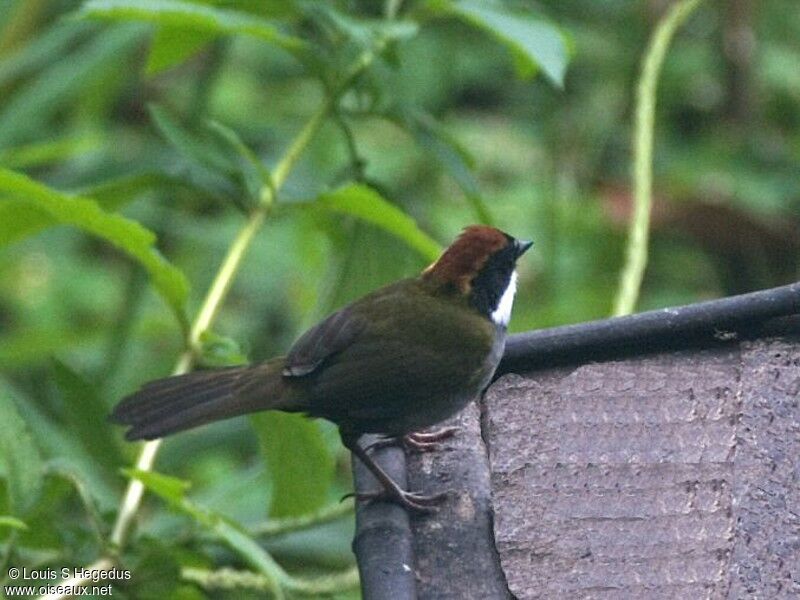 Chestnut-capped Brushfinch