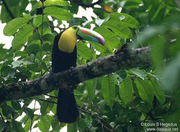 Keel-billed Toucan