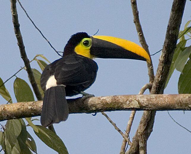 Toucan du Chocó