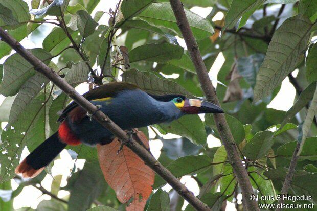 Plate-billed Mountain Toucan