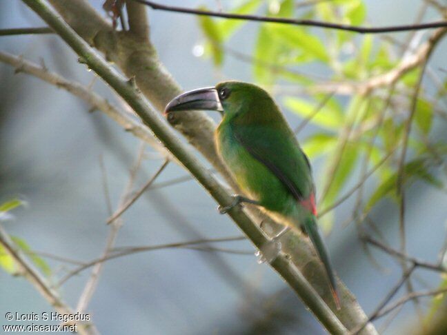 Crimson-rumped Toucanet