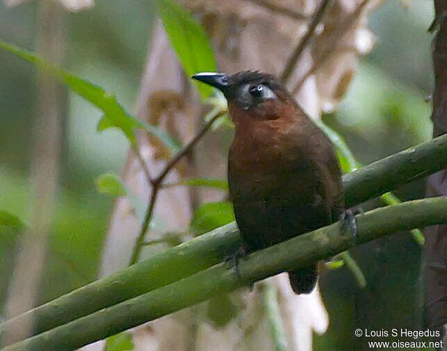 Song Wren