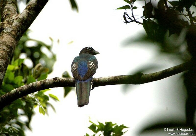 Black-headed Trogon