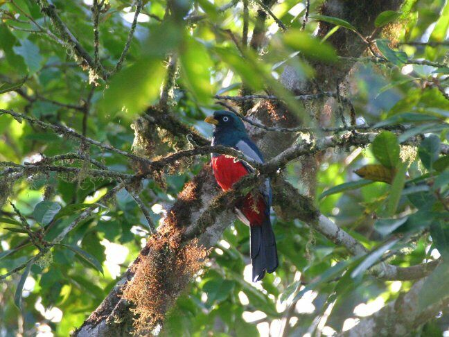 Trogon aux yeux blancs