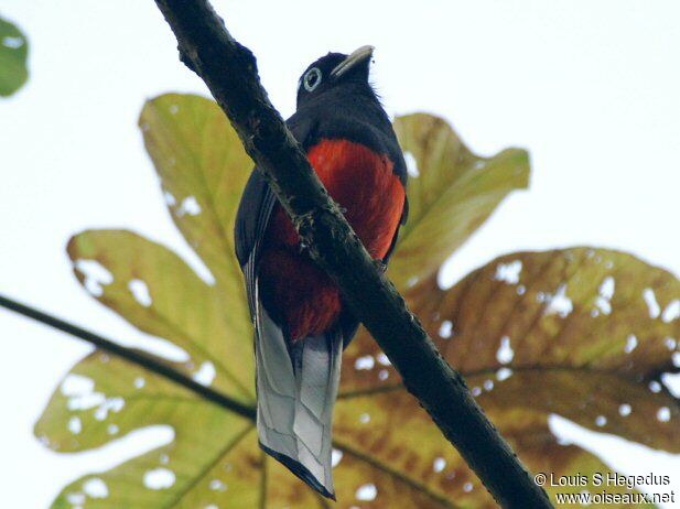 Baird's Trogon