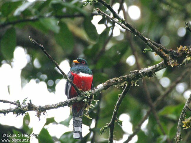 Masked Trogon