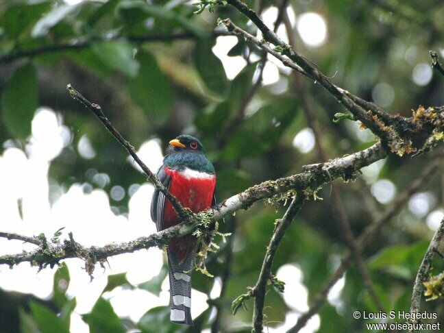 Masked Trogon