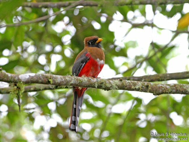 Masked Trogon