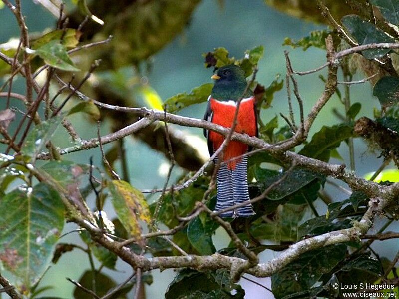 Trogon rosalba