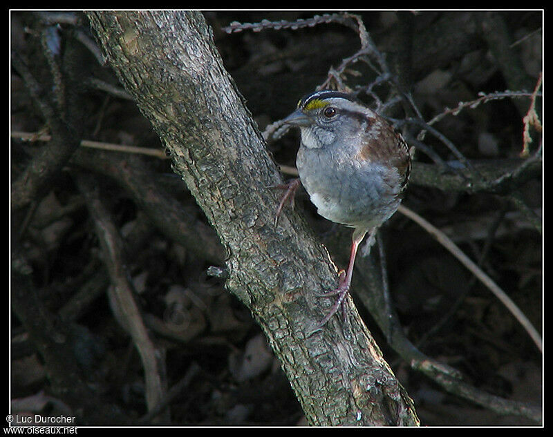 Bruant à gorge blanche