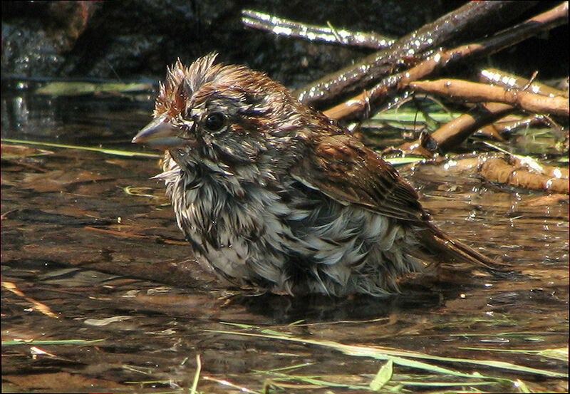 Song Sparrow