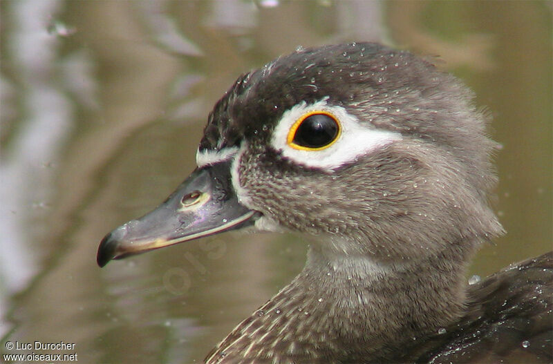 Canard carolin