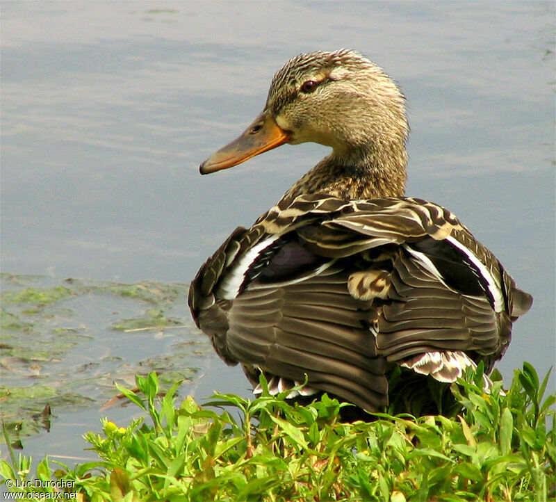 Canard colvert