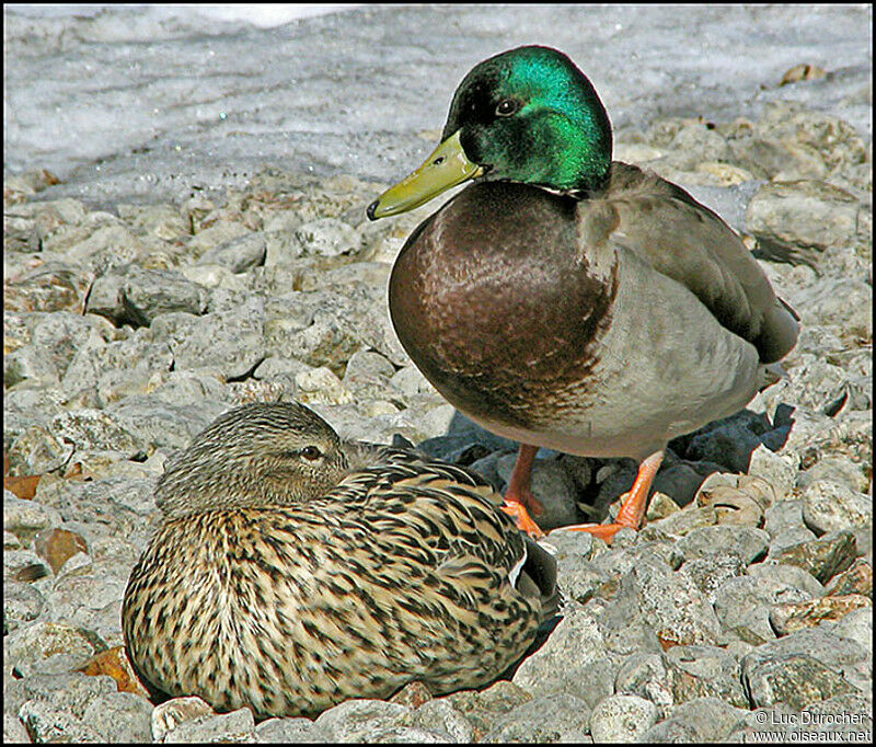 Mallard